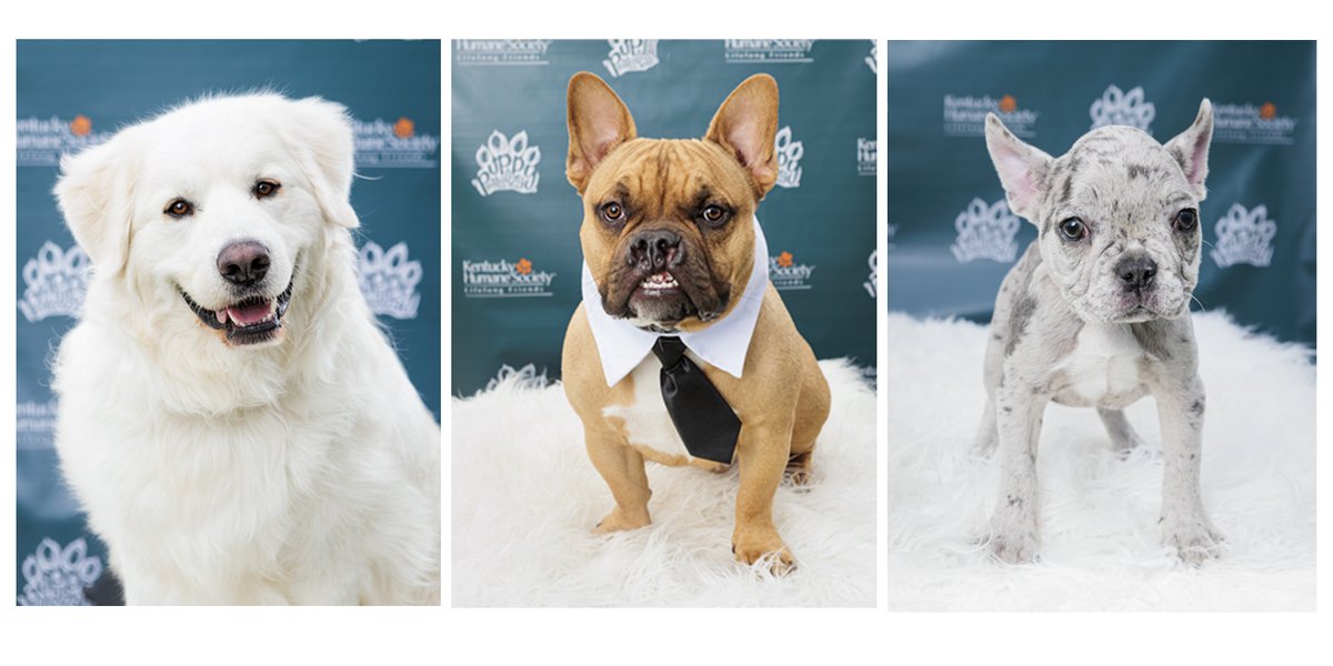 JenniferSchoeneggePhotography (@jenschoenegge) on Twitter photo Images of Puppy Palooza 2022 are now available at Link in Bio β¬οΈ
Thank you to Westport Village for hosting an incredible event in support of <a href="/kyhumane/">KY Humane Society</a>
#westportvillage #puppypalooza #dogsoflouisville #louisvillepetphotographer #jschoeneggephotography #louisvillephotographer Images of Puppy Palooza 2022 are now available at Link in Bio β¬οΈ
Thank you to Westport Village for hosting an incredible event in support of <a href="/kyhumane/">KY Humane Society</a>
#westportvillage #puppypalooza #dogsoflouisville #louisvillepetphotographer #jschoeneggephotography #louisvillephotographer