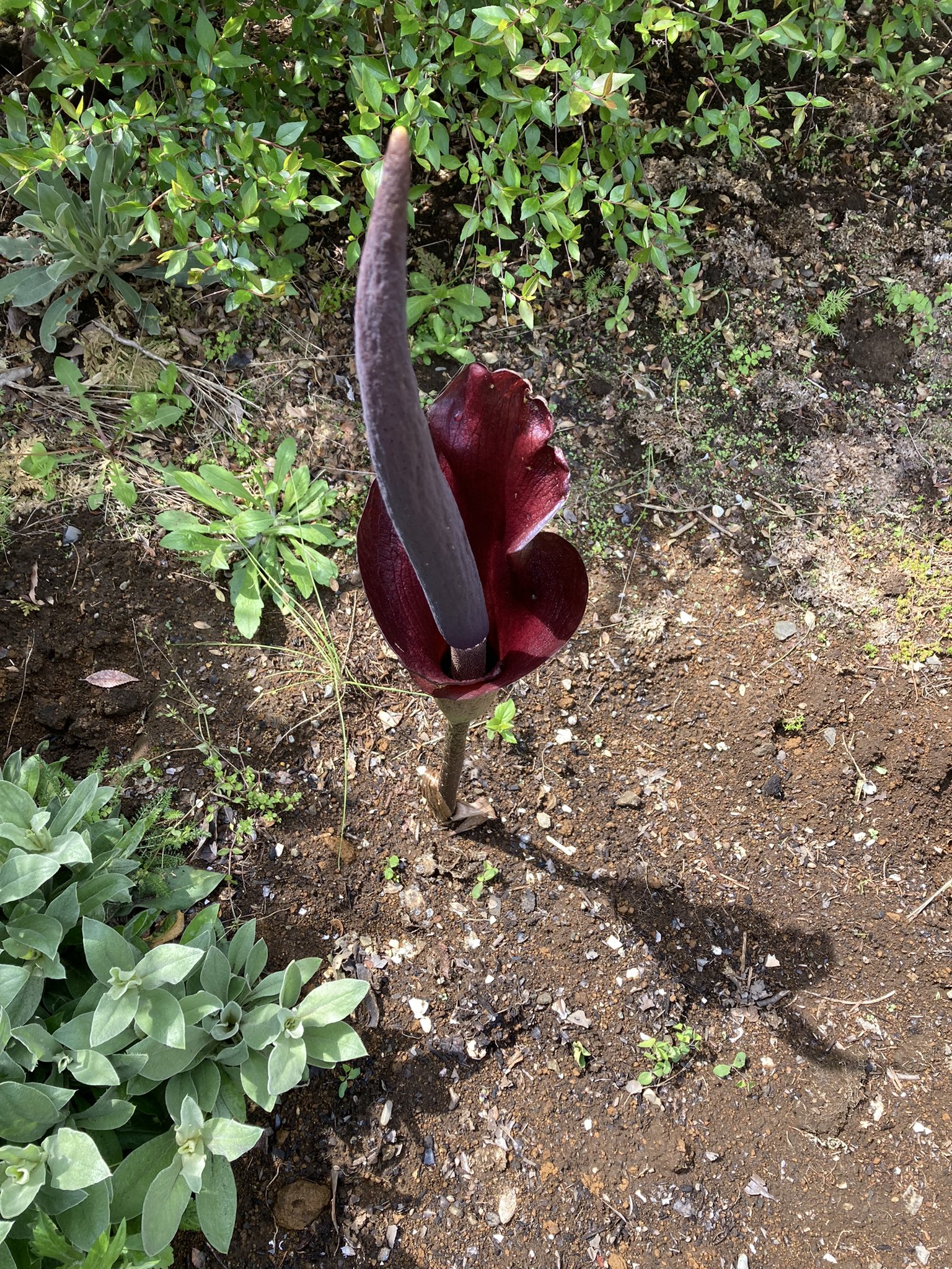 こんにゃくの花 Twitter Search Twitter