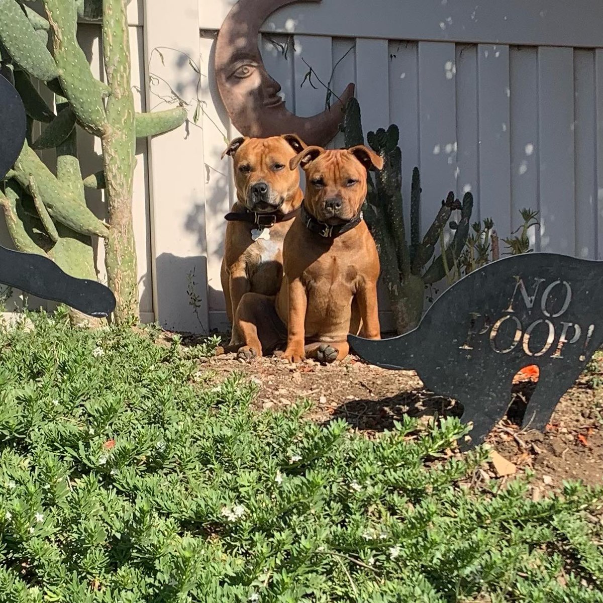 MyStaffords's tweet photo. My #EJedPup’s are 6 months old!
#staffordshirebullterrier #linebred #housejudael #akcpurebred #nextgen https://t.co/Mg68qTFyb7