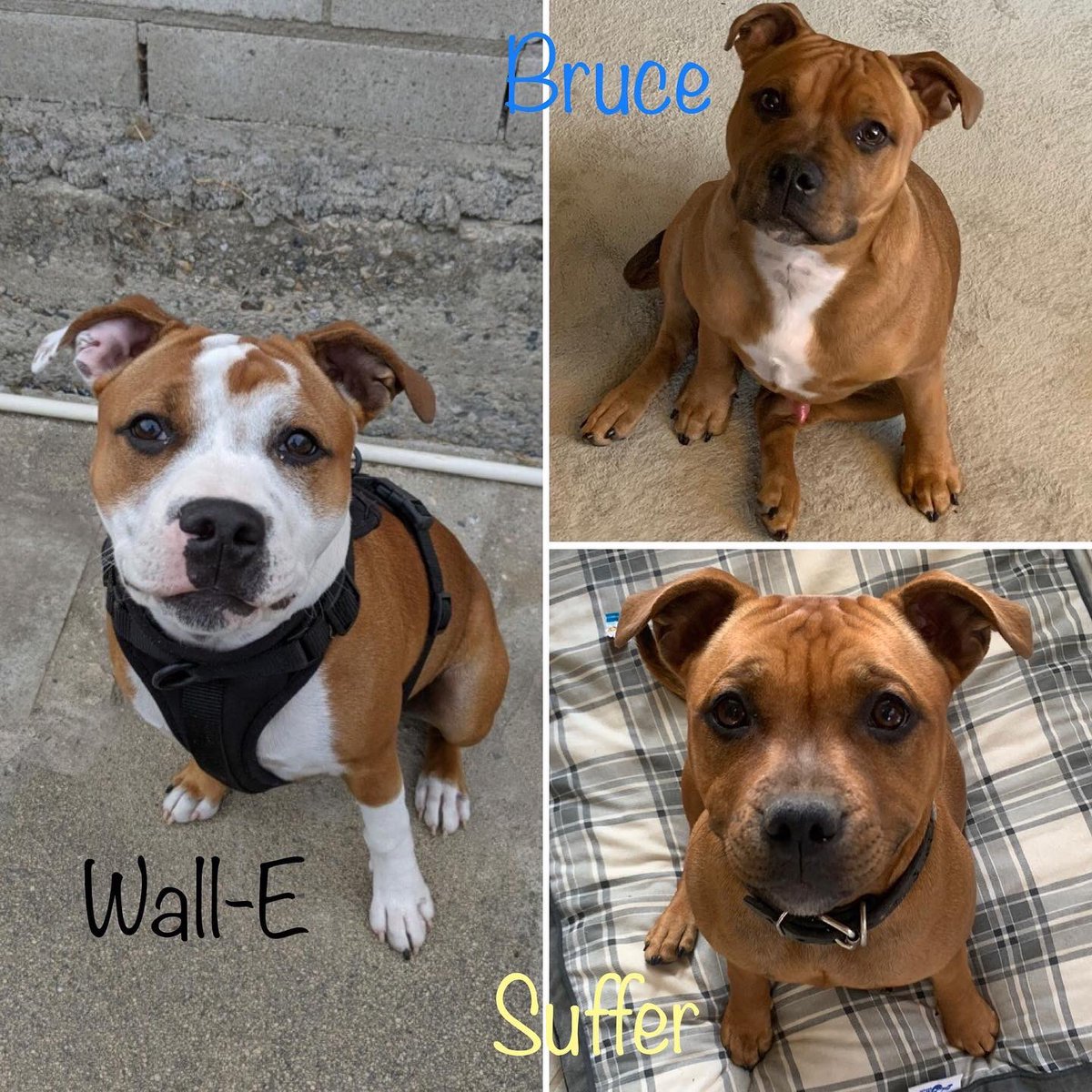 MyStaffords's tweet photo. My #EJedPup’s are 6 months old!
#staffordshirebullterrier #linebred #housejudael #akcpurebred #nextgen https://t.co/Mg68qTFyb7