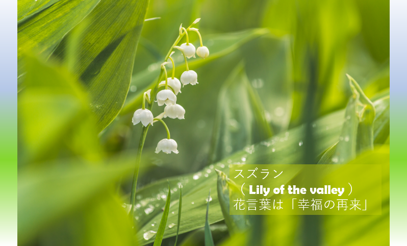代ゼミ大阪南校 日日是 今日は何の日 5月1日の誕生花は スズラン 花言葉は 幸福の再来 です ヨーロッパでは春の喜び 幸せを運んでくる花として愛されています 日本では 桜 が春の象徴ですが 桜もスズランも見る者が 幸せ になれる