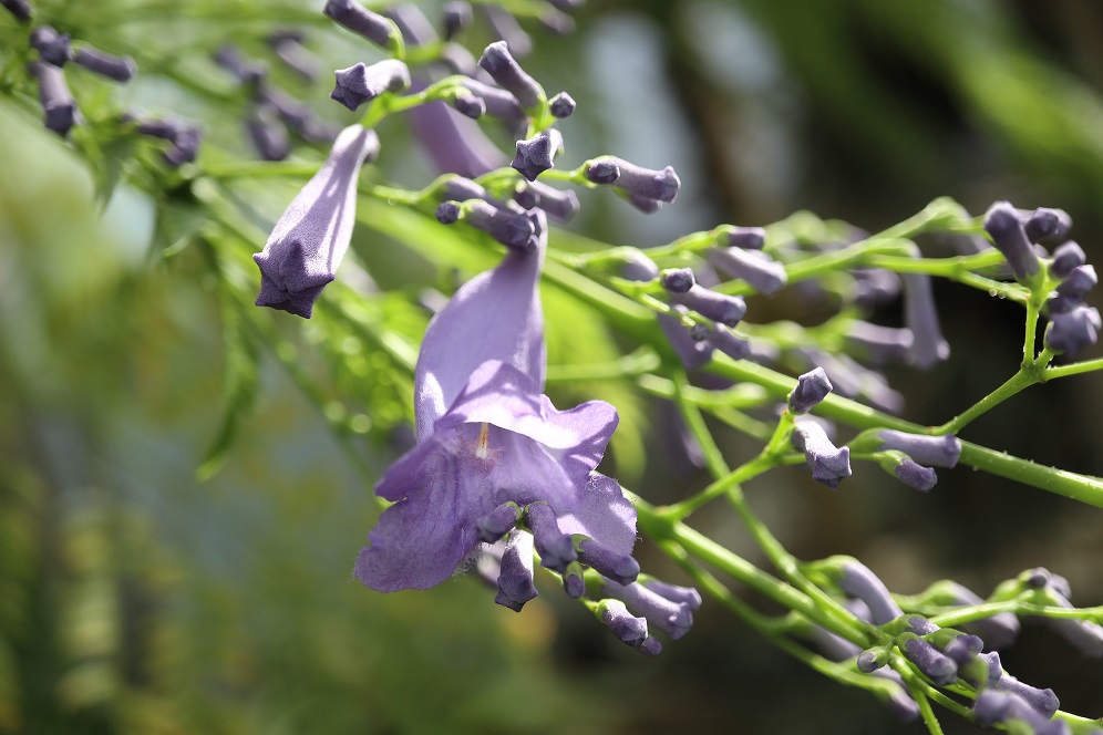 キリモドキ Twitter Search Twitter