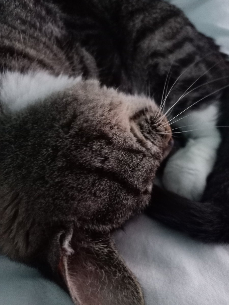 critterconfused's tweet photo. I sadly have to say that Sarah passed away last night. Sweet dreams my dear kitty https://t.co/ssiqoL6Xei