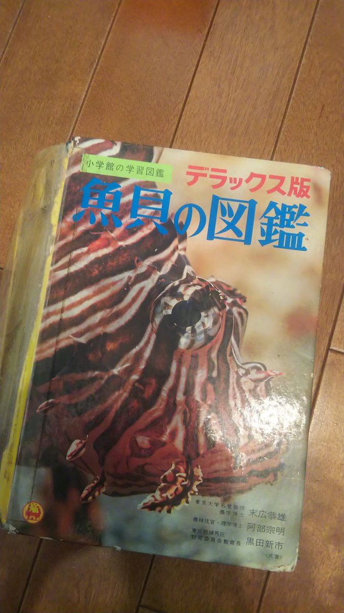 ダイビング中に3cm程のミミイカを見つけ 観察していたら僕の存在に気づき慌てて砂に潜り出した 凄い可愛いやり方で完全に必死に隠れようとしてた Togetter