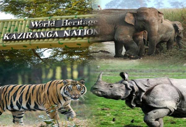 Tourism Assam tweet media