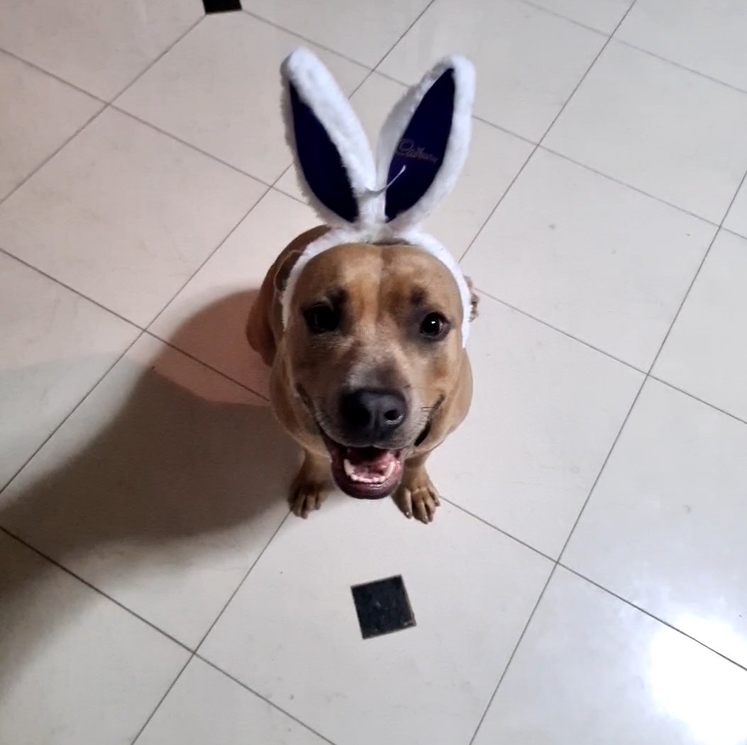 winniebear_game's tweet photo. Today we back streaming on @Twitch_ANZ
Will be live at 1PM AWST with some #AnimalCrossingNewHorizons hope to see you there! 💜
#AusForceG #JuicdEnergy #NintendoSwitch https://t.co/nBrgA704dk
