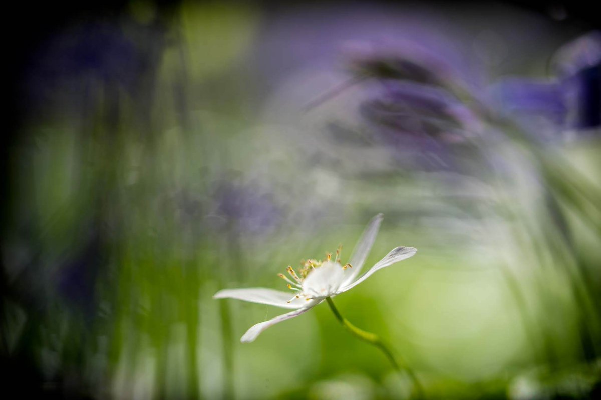 Nature First Ambassadors Ron van Gool, Ruud van der Bliek, and <a href="/MLenagh/">Melissa Lenagh</a> , representing The Netherlands, discuss their commitment to being stewards of our earth and to sustainability buff.ly/3xD42pm  #NFEarthDay #NatureFirstEarthDay