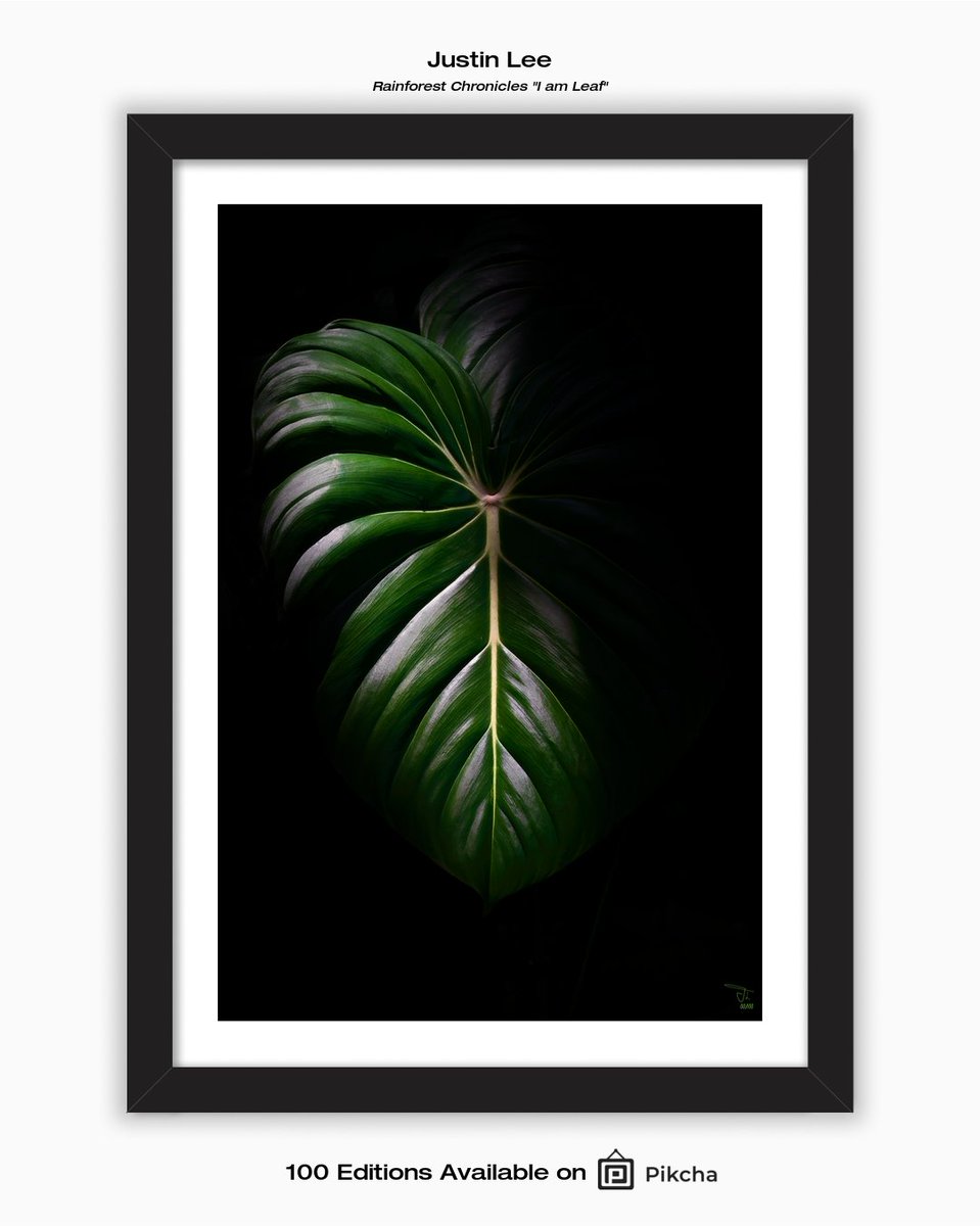 justinl77111474's tweet photo. Rainforest Chronicles "I am Leaf"
Justin Lee 2022

See the image in full size on: https://t.co/2IkvUPOR9k 

#pikcha #fineartphotography #limitededitionprints #interiordesigninspiration https://t.co/gagEdGhVJ5