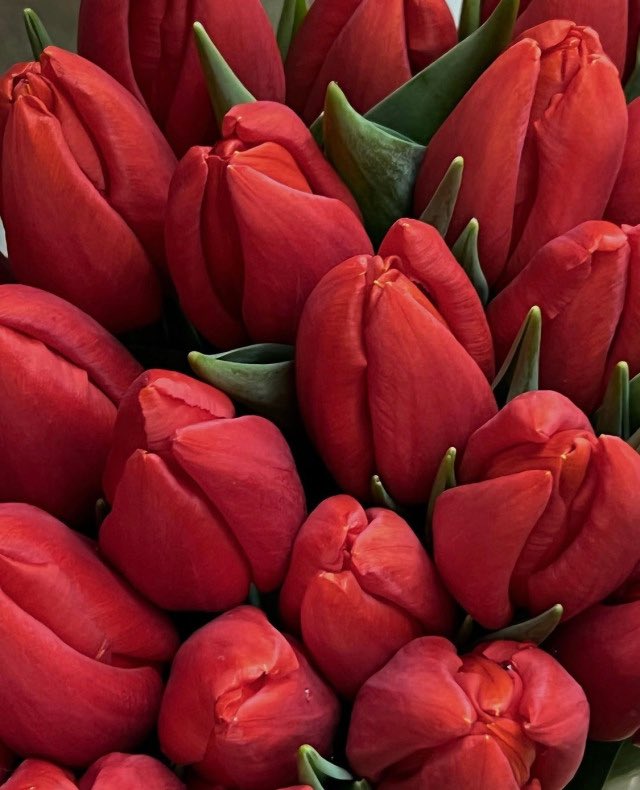 red tulips