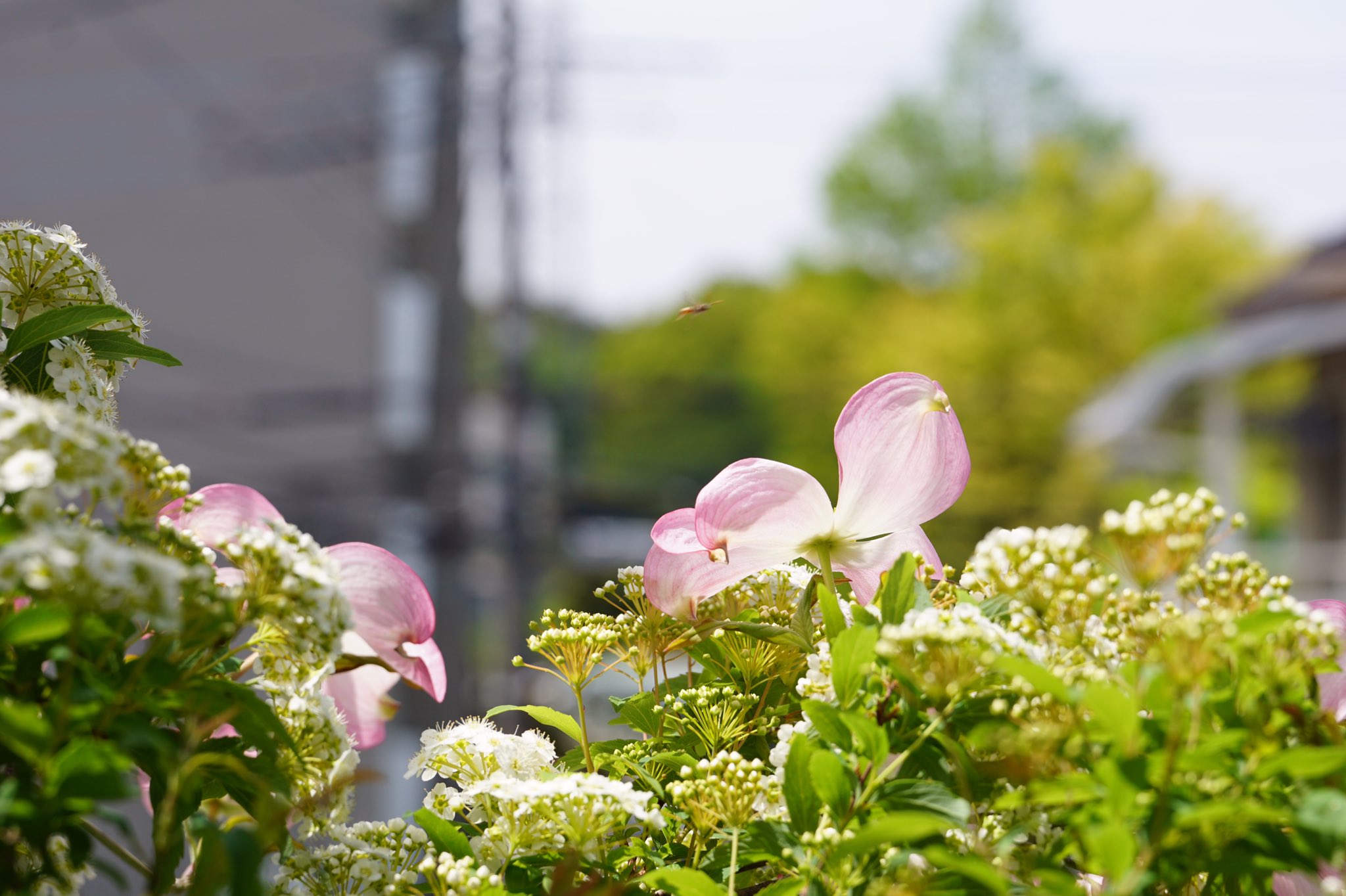 ﾐﾁｭﾙﾙ C たかはしみさお 毎年うちの奥さんが庭の花でドライフラワー を作るんだけど 今年はどうかな 今はハナミズキが満開で追うように小手毬が ヒューケラとかクリスマスローズとか新芽が出てきたよ T Co Saglubesoc Twitter