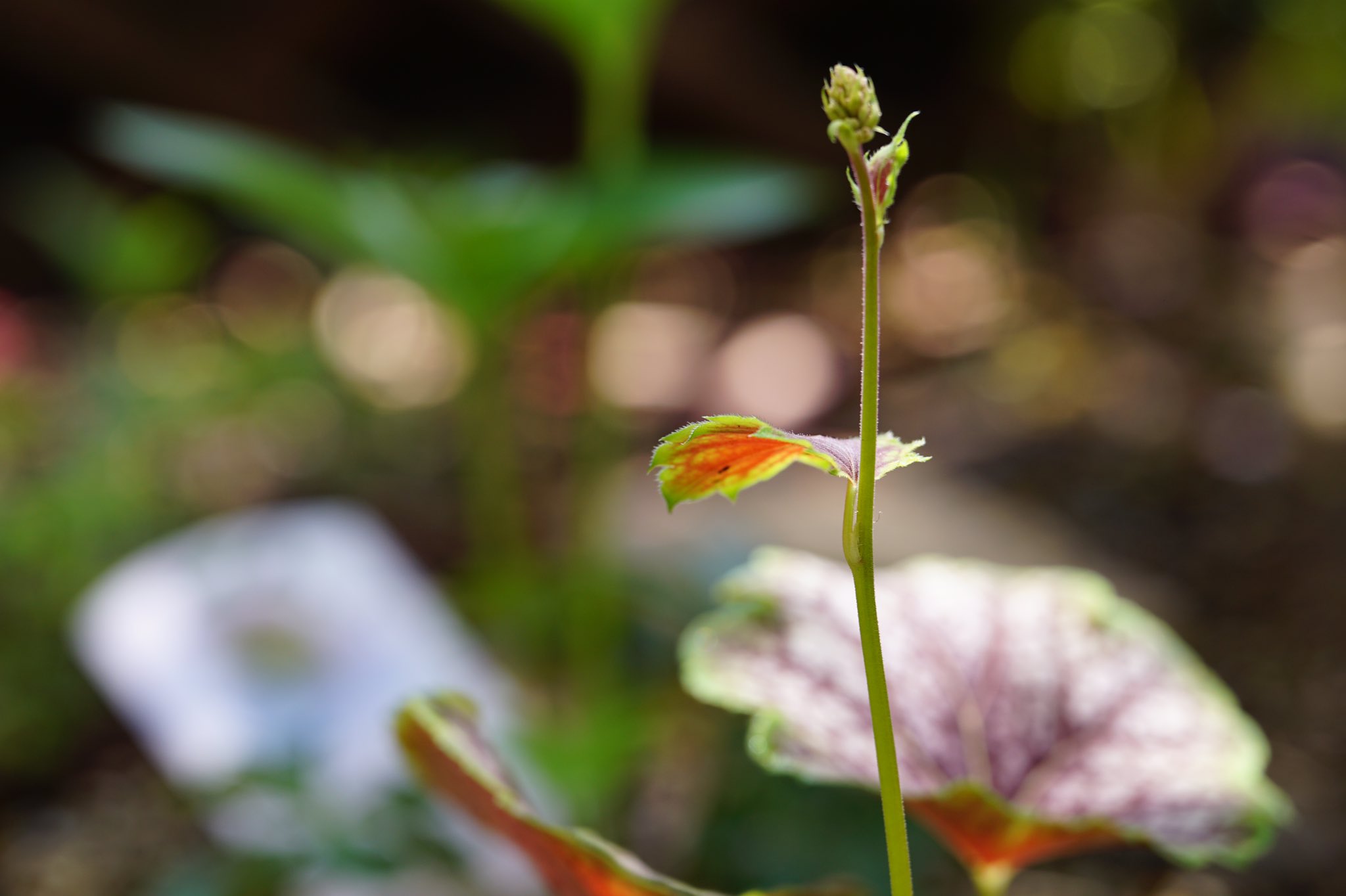 ﾐﾁｭﾙﾙ C たかはしみさお 毎年うちの奥さんが庭の花でドライフラワー を作るんだけど 今年はどうかな 今はハナミズキが満開で追うように小手毬が ヒューケラとかクリスマスローズとか新芽が出てきたよ T Co Saglubesoc Twitter