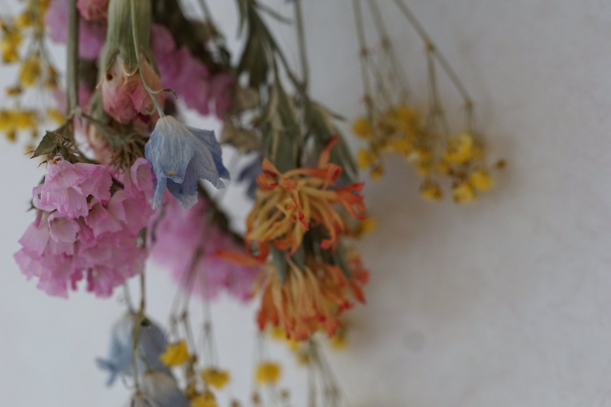 ﾐﾁｭﾙﾙ C たかはしみさお 毎年うちの奥さんが庭の花でドライフラワー を作るんだけど 今年はどうかな 今はハナミズキが満開で追うように小手毬が ヒューケラとかクリスマスローズとか新芽が出てきたよ T Co Saglubesoc Twitter