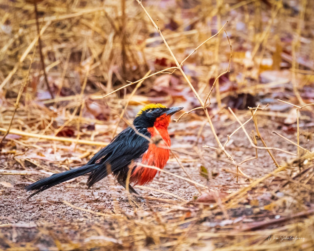 hamadousoumana1's tweet photo. En compagnie avec Monsieur Wim le samedi 16/04/22, j'ai observé ce joli oiseau  gonolek à couronne jaune(gonolek de barbarie) dans le parc de Bangr Weogo de Ouaga. Ça été une journée merveilleuse et riche en culture ornithologique. 

📸📷📸 : Wim 
#birds #birdphotography #bird https://t.co/wLmUrLyjtG
