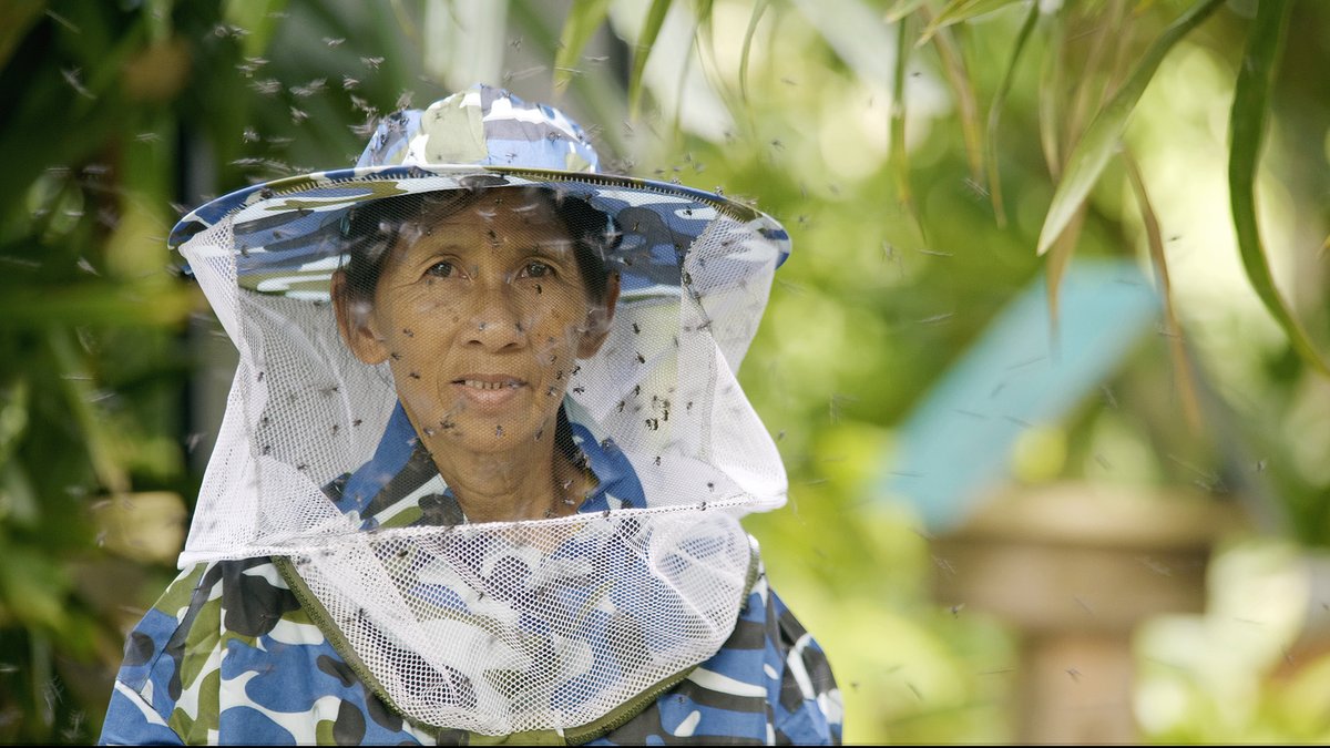 MangroveProject's tweet photo. @LeoThomUK is capturing a story of how coastal people are changing their relationship with bees. Stingless bees are pollinators of #mangrove forests &amp; people are adapting so that they can harvest valuable honey &amp; the bees can help enhance the environment💚
https://t.co/JjhXEQzbpE https://t.co/pRNYO6sfAP