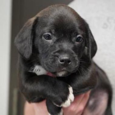 lamb2k1's tweet photo. My grandma is sick, so I’ve been down about that amongst other things.

The web3 space has provided me with a new found joy for human connection which has been healing. 

My online community even convinced me to adopt a puppy for support. 

Meet Elton!

#LonelyPopMHAE https://t.co/kM6V58cByY