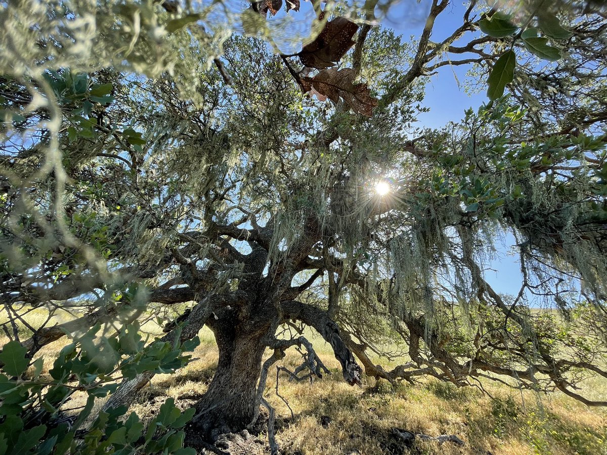 fabdanis's tweet image. This is an amazing campaign to connect remote sensing and field measurements of biodiversity: climate.nasa.gov/news/3157/cali…
Thank you @KD_Chadwick for leading and training us in the field, and @RyanPavlick for coordinating the flights. I have the pleasure to contribute to both! 😍🌱🛩