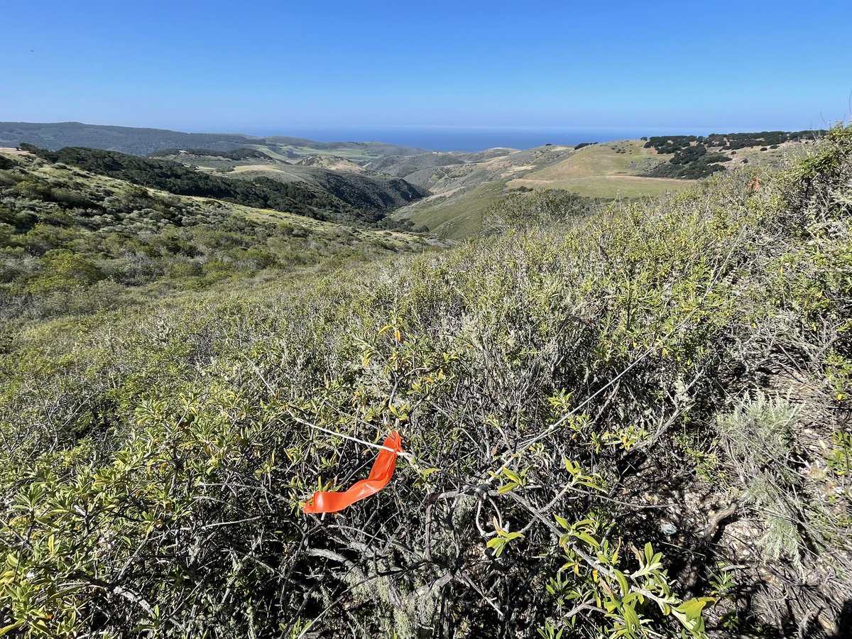 fabdanis's tweet image. This is an amazing campaign to connect remote sensing and field measurements of biodiversity: climate.nasa.gov/news/3157/cali…
Thank you @KD_Chadwick for leading and training us in the field, and @RyanPavlick for coordinating the flights. I have the pleasure to contribute to both! 😍🌱🛩