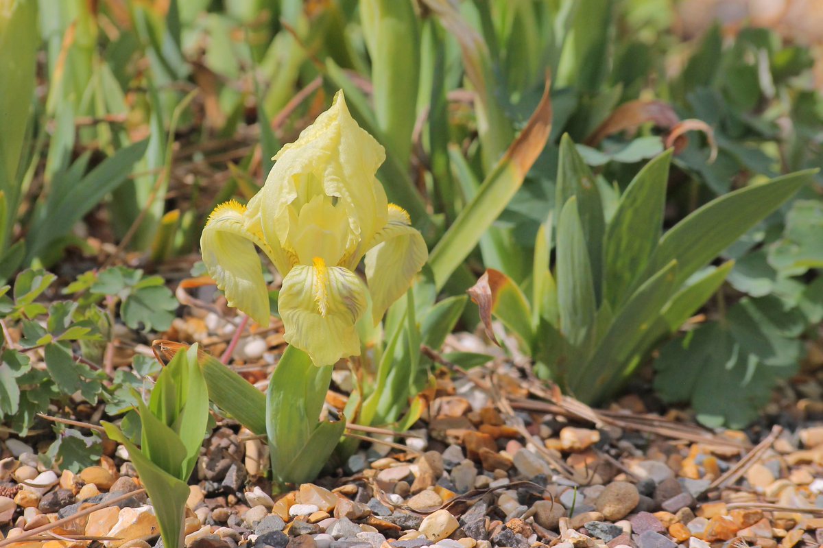 j11p43f's tweet photo. Iris lutescens (Crimean Iris) at #KewAlpine last year. It’ll be flowering now as well. There is also a purple morph and the flowers use nectar deception to attract pollinators but without actually providing nectar, sneaky!
#PlantsAreCool #Botany #KewGardens #Iridaceae https://t.co/CGb3ZgsmBw