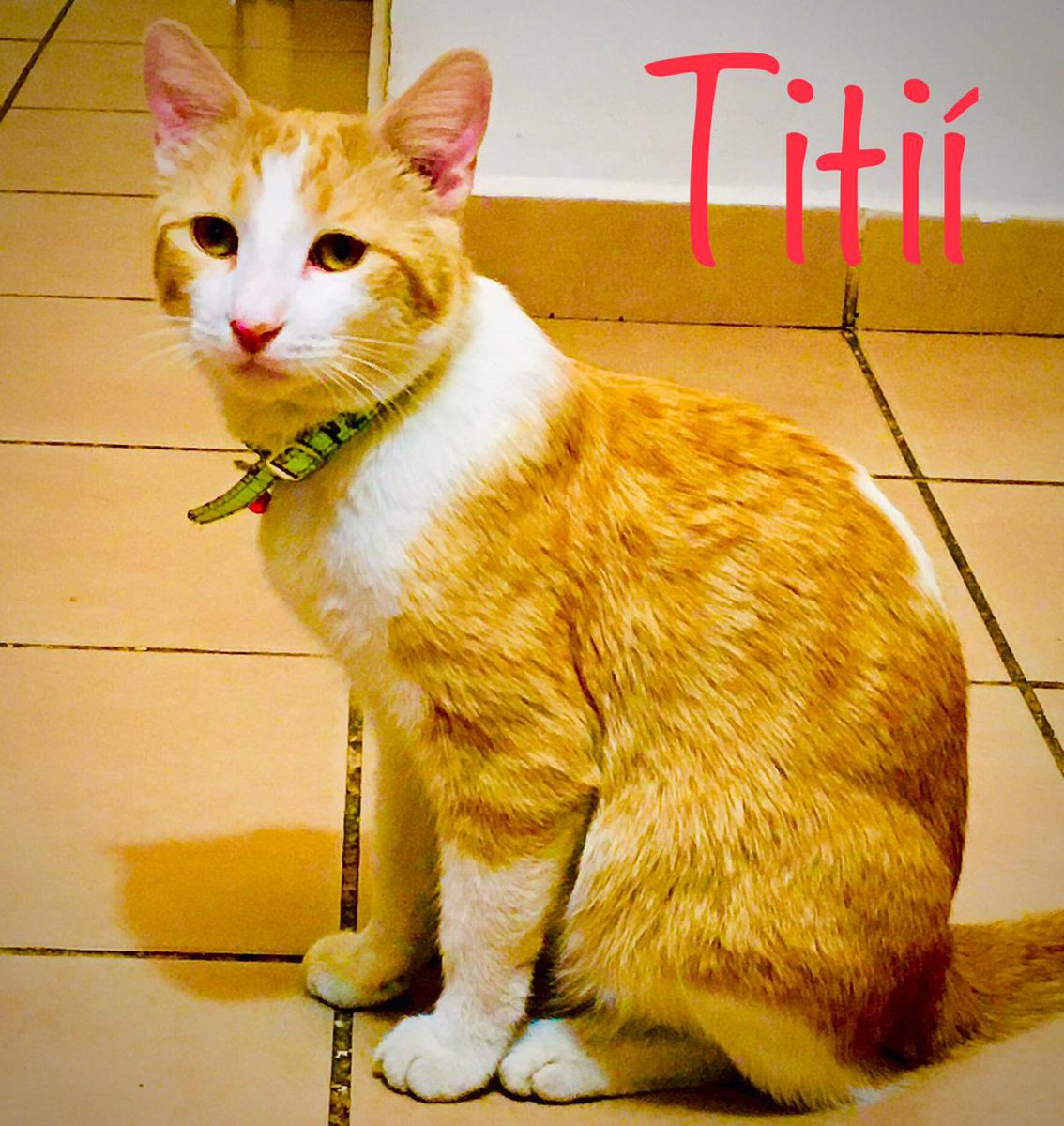 ReneDurazo's tweet photo. Pachito (+), “La Tita”, “Él Tití” 🐶 🐈 🐈‍⬛👍 https://t.co/6fWgH2uOeZ