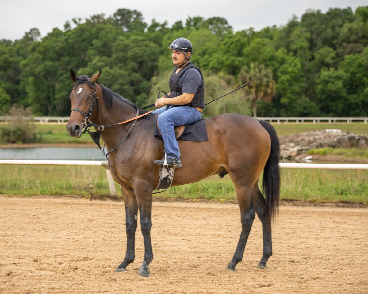 GriffinClubMerv's tweet photo. Happy third birthday to Mo Donegal! Maybe he will get his new @KentuckyDerby saddlecloth today! @DonegalRacing #KentuckyDerby148 #KYDerby #MoDonegal #HorseRacing #ThoroughbredRacing @BarryBloodstock https://t.co/PfrYwG6ack