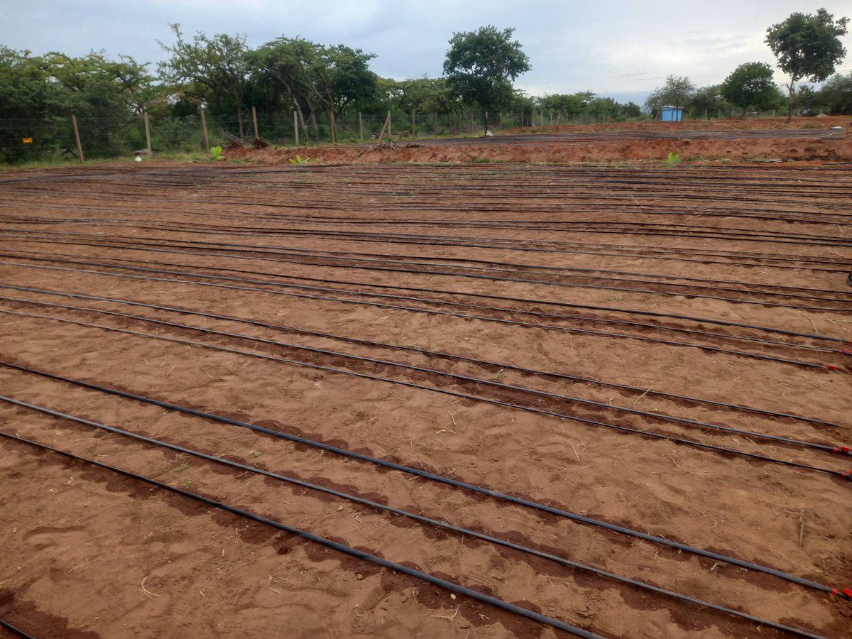 Are you a passionate farmer and you are looking for the best irrigation system for your farm? Then we got you. 
Below  is an acre of fully installed drip irrigation system by our Mazero team.
#satisfiedfarmer 
#farming 
#agriculture