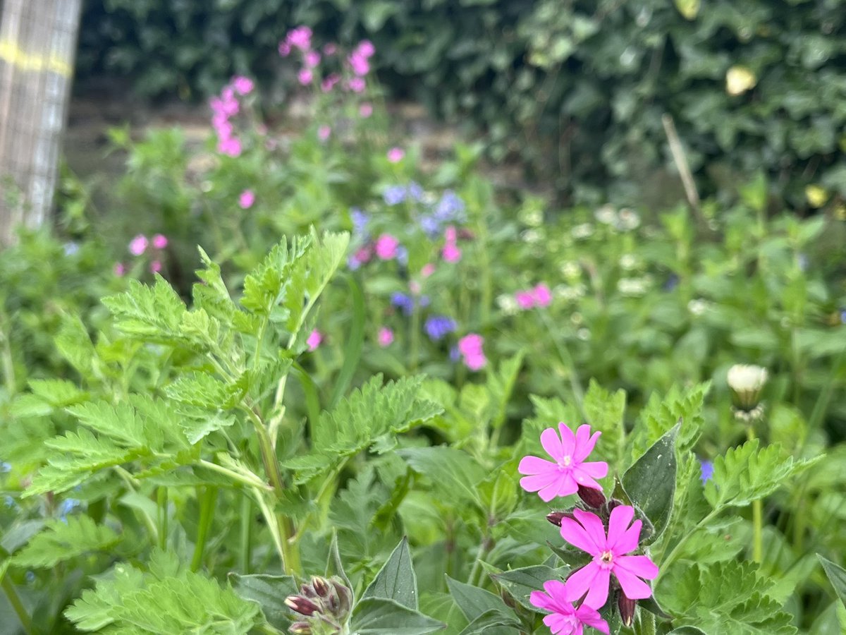 Red campion out in force #redcampion #wildflowers