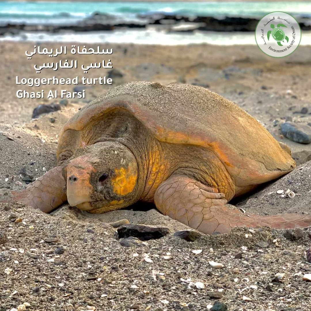 eso_oman_'s tweet photo. Ghasi Al Farsi has supported ESO as a Field Assistant on Masirah Island for 10 years.  For more examples of Ghasi’s encounters please follow him @Prince1984s (instagram: @ masirah.84) Thank you for allowing us to use your images! #supporteso https://t.co/USsmTjzvzH