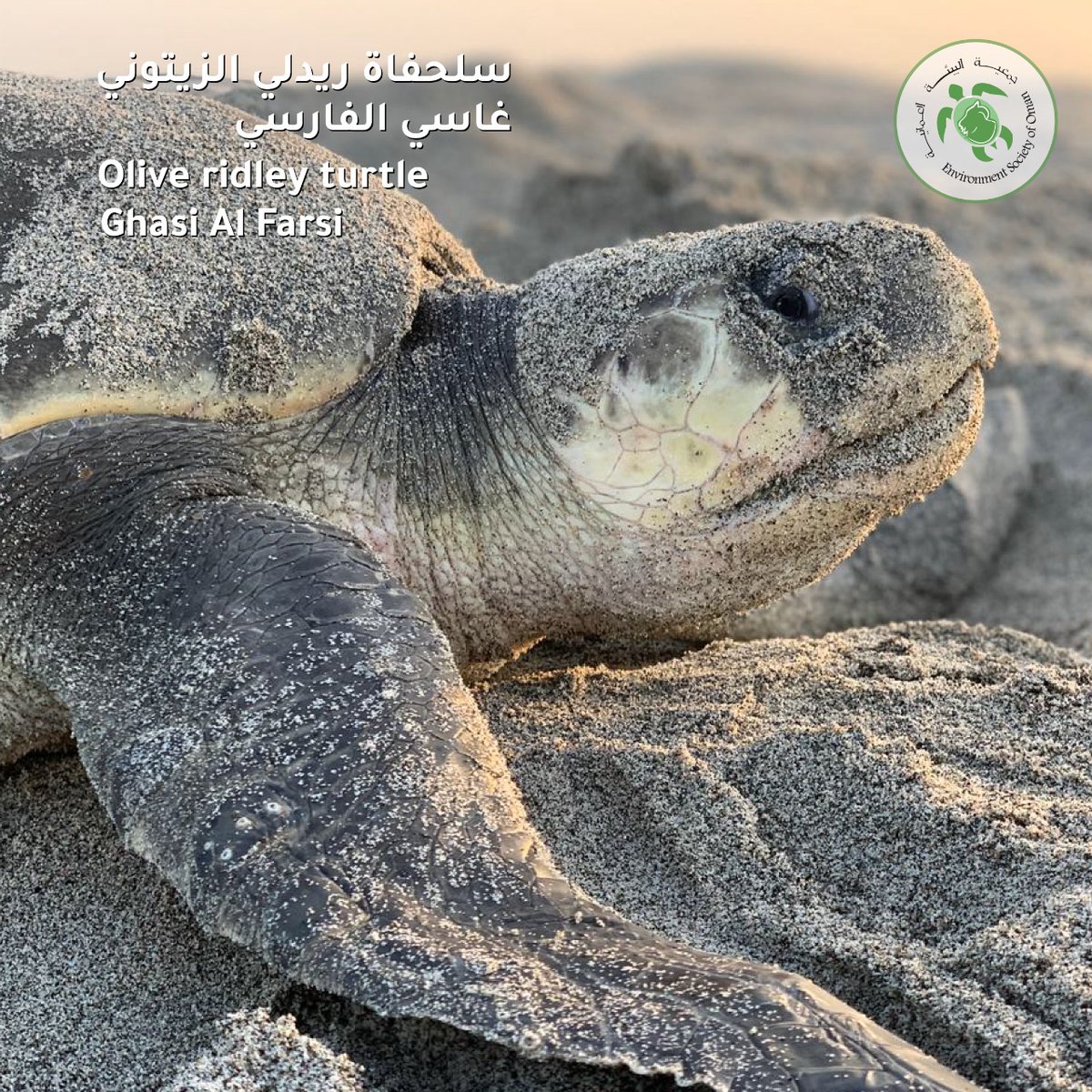 eso_oman_'s tweet photo. Ghasi Al Farsi has supported ESO as a Field Assistant on Masirah Island for 10 years.  For more examples of Ghasi’s encounters please follow him @Prince1984s (instagram: @ masirah.84) Thank you for allowing us to use your images! #supporteso https://t.co/USsmTjzvzH