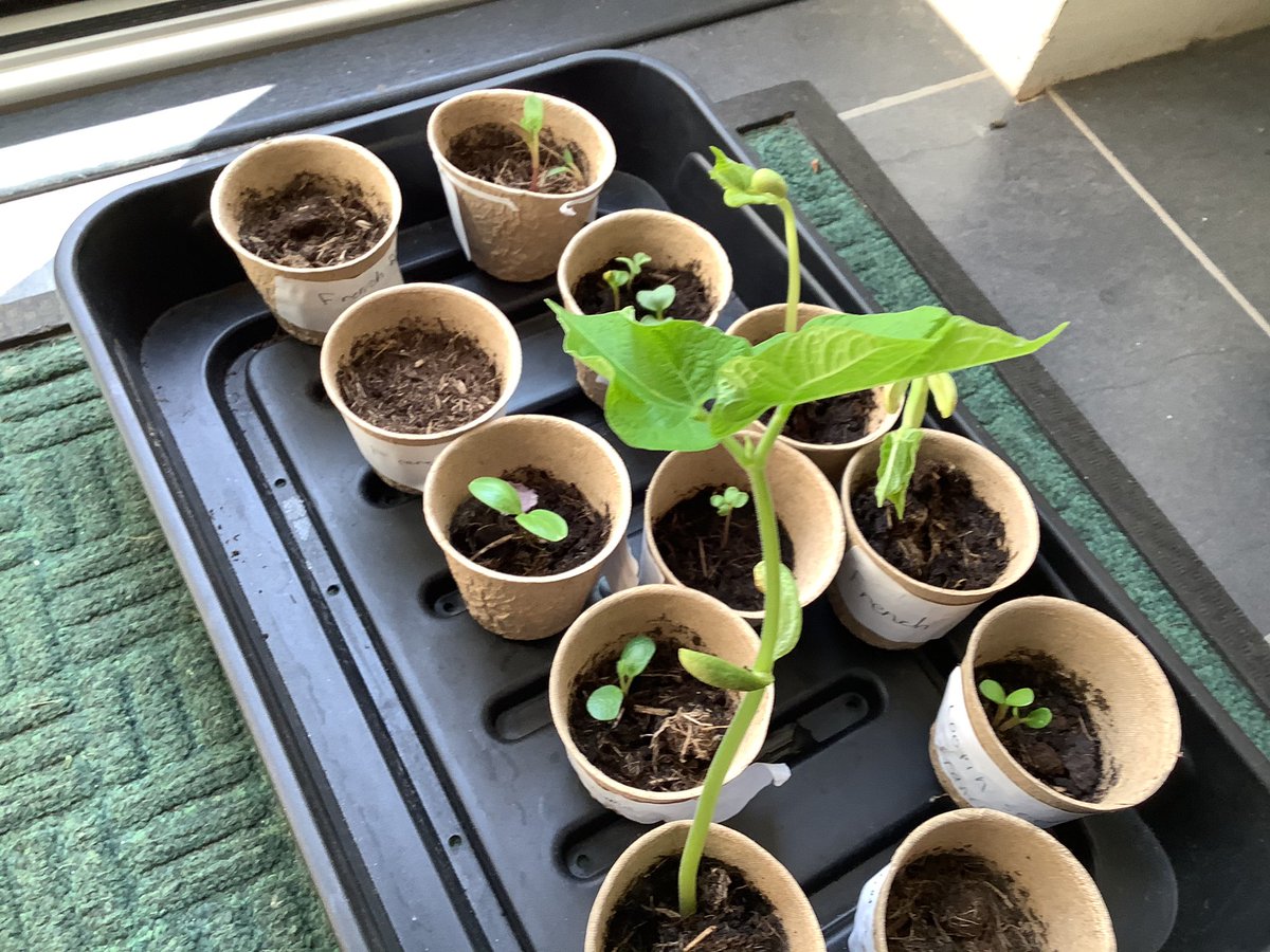 stgilbertsrc's tweet photo. During the Easter break, Year 4 have been embracing their botanical skills! Here is my attempt.
#keepinthesunlight #keepgardening #stgilberts #year4 https://t.co/kPlBrtoIol