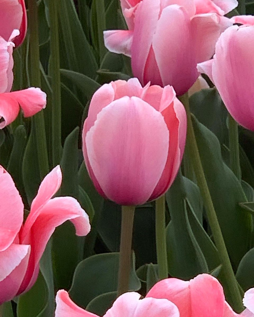 myloveisummer's tweet photo. 분홍튤립의 꽃말은 애정과 배려래요 🌷💭 https://t.co/MNkdU6rbum