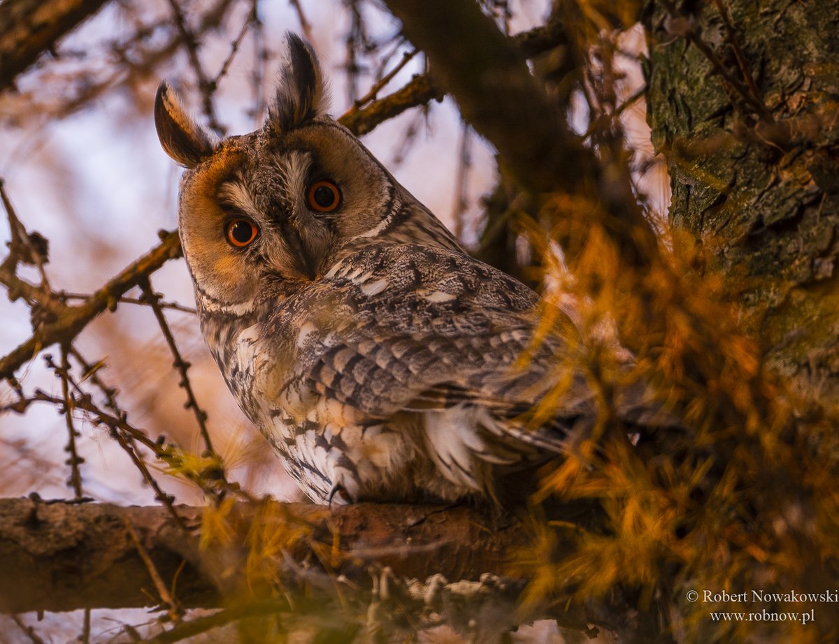 rrobertn 🇵🇱 tweet media