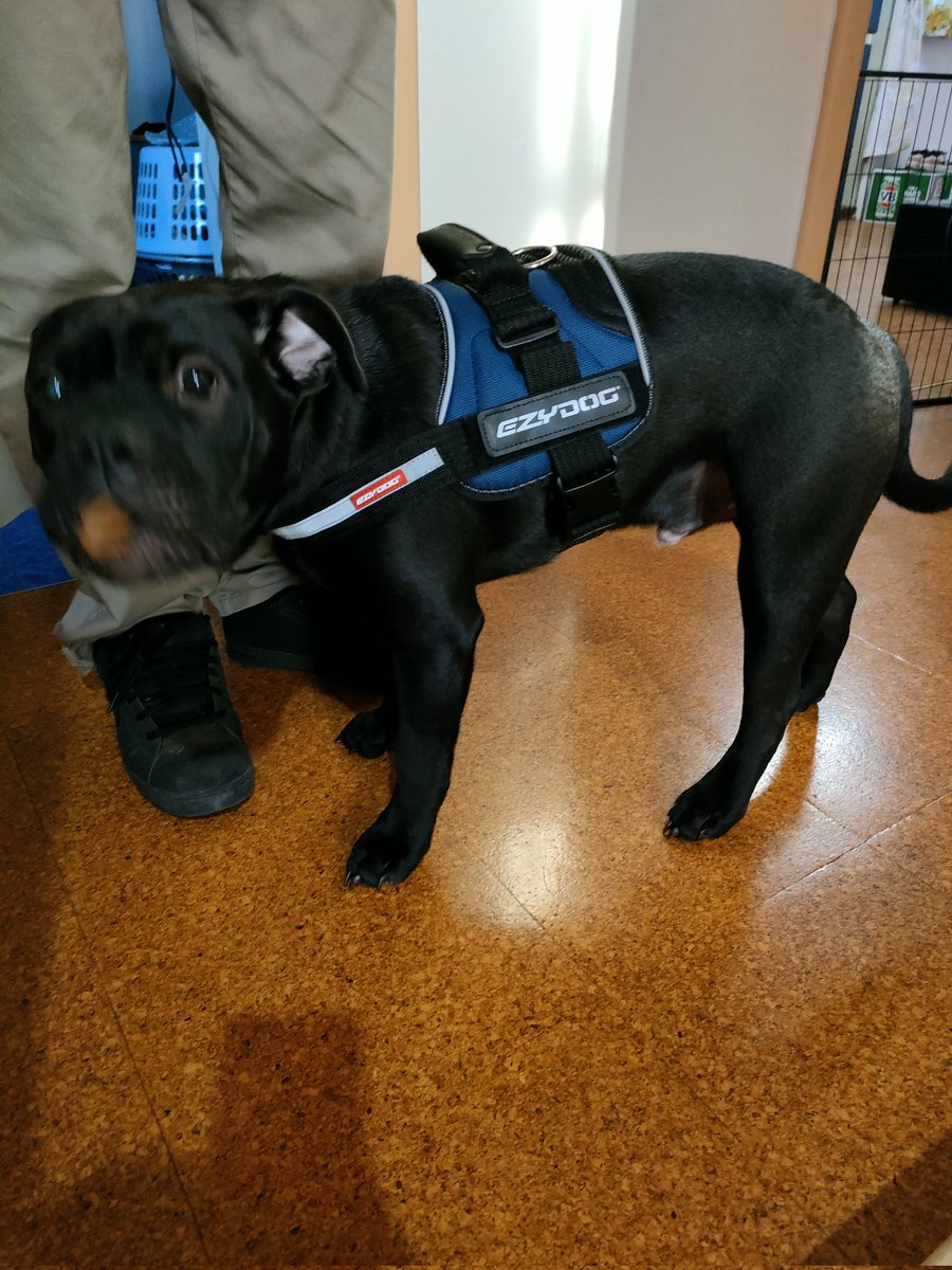 Morpheuskal's tweet photo. Daddy bought this for me. Do I look cool wearing this?
#puppy #doggos #DogsofTwittter #dogs #Morpheus #犬好きさんと繋がりたい #ハーネス #easydog https://t.co/L7foMdShtG