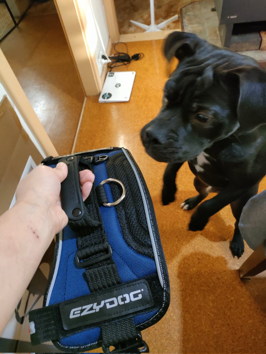 Morpheuskal's tweet photo. Daddy bought this for me. Do I look cool wearing this?
#puppy #doggos #DogsofTwittter #dogs #Morpheus #犬好きさんと繋がりたい #ハーネス #easydog https://t.co/L7foMdShtG