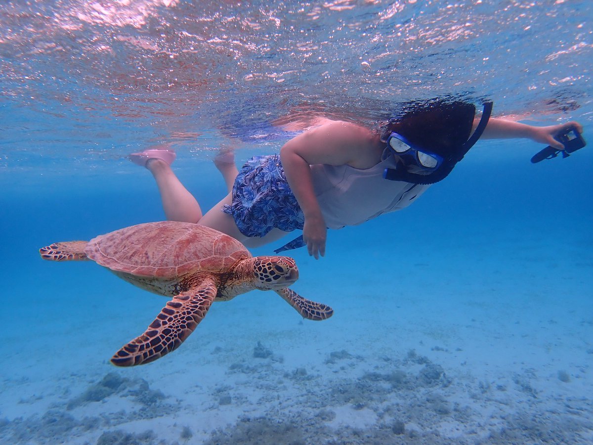 LBGka's tweet photo. ＃夢のコラボ　#ウミガメ
#snorkelikg #tour #cocosup 
#okinawa #zamami https://t.co/xWeTJVBbig