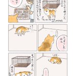 使うかどうかではなく、あることが大事？最近あまり使わなくなった、飼い犬のケージを片付けたお話!