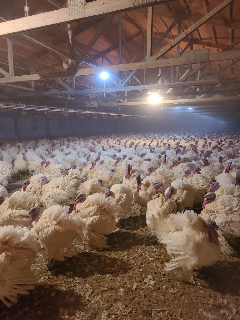 TurkeyTye tweet media