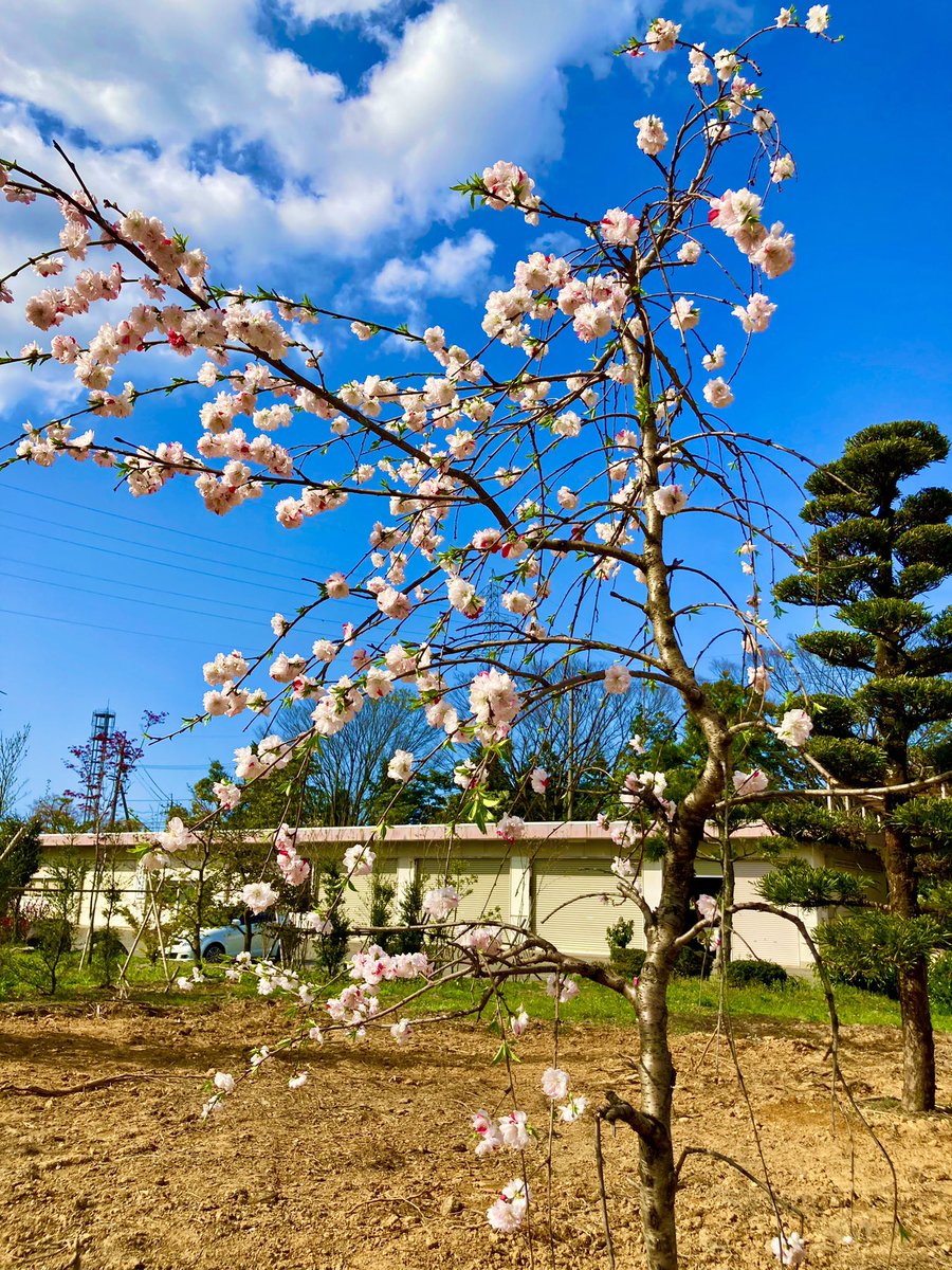 chat01718959's tweet photo. 心が幸せになりました😊

福井総合グリーンセンターにて。

＃写真撮ってる人と繋がりたい
＃写真好きな人と繋がりたい
＃イマソラ
＃空ネット
＃桜🌸
＃SAKURA
＃ピンク
＃春
＃綺麗
＃きれい
＃キリトリセカイ https://t.co/lJ27FSJMqU
