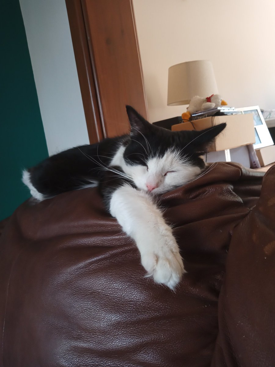 These 2 gorgeous 8 month babies have joined our family to help to heal our broken hearts after the recent loss of our other fur babies who will be forever in our hearts 💔❤️. #CrossbreedMainecoon Going to be HUGE 😊❤️❤️