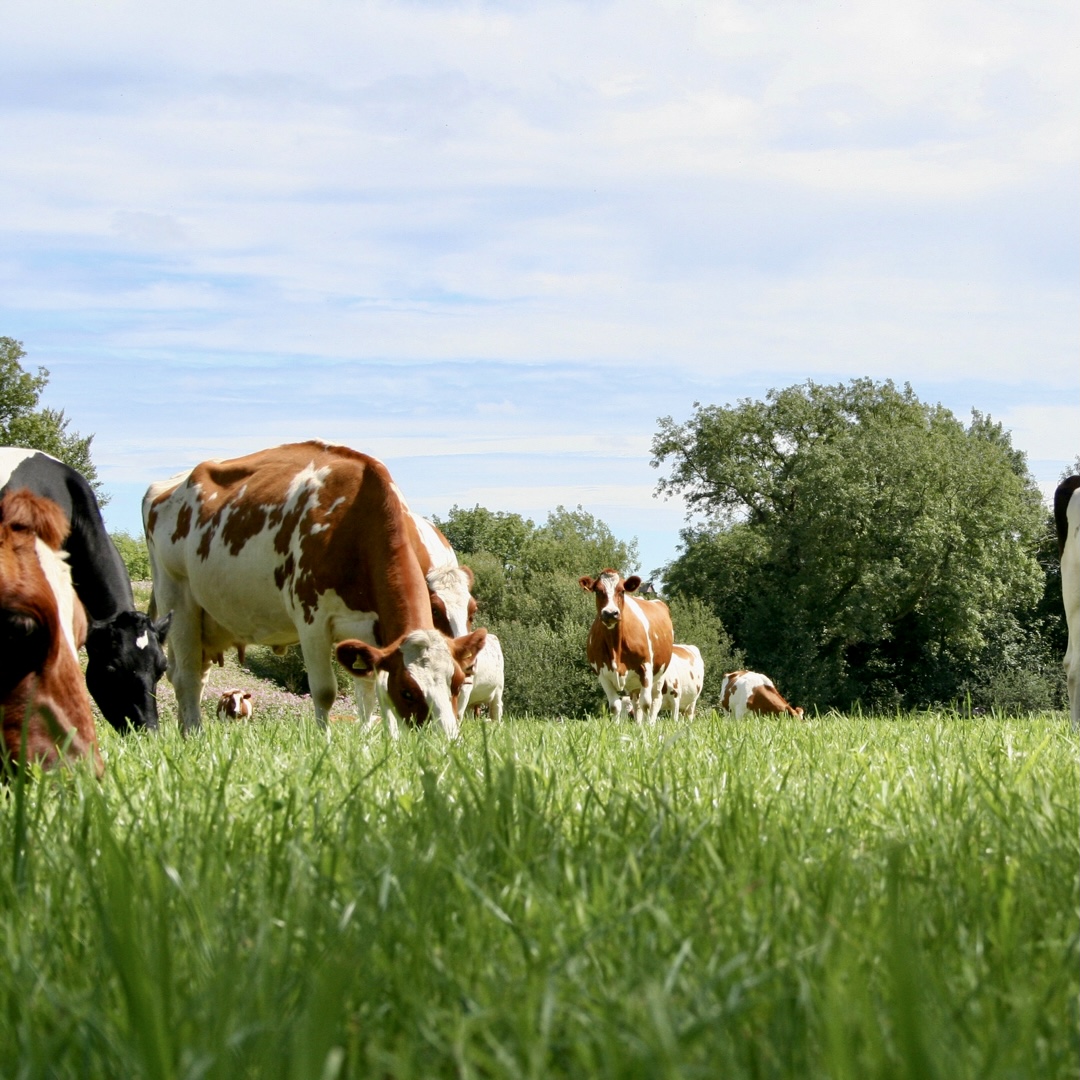 Our cows grazing on luscious green grass🌱 Choosing organic is not only better for the environment, but it’s better for you too! 💚