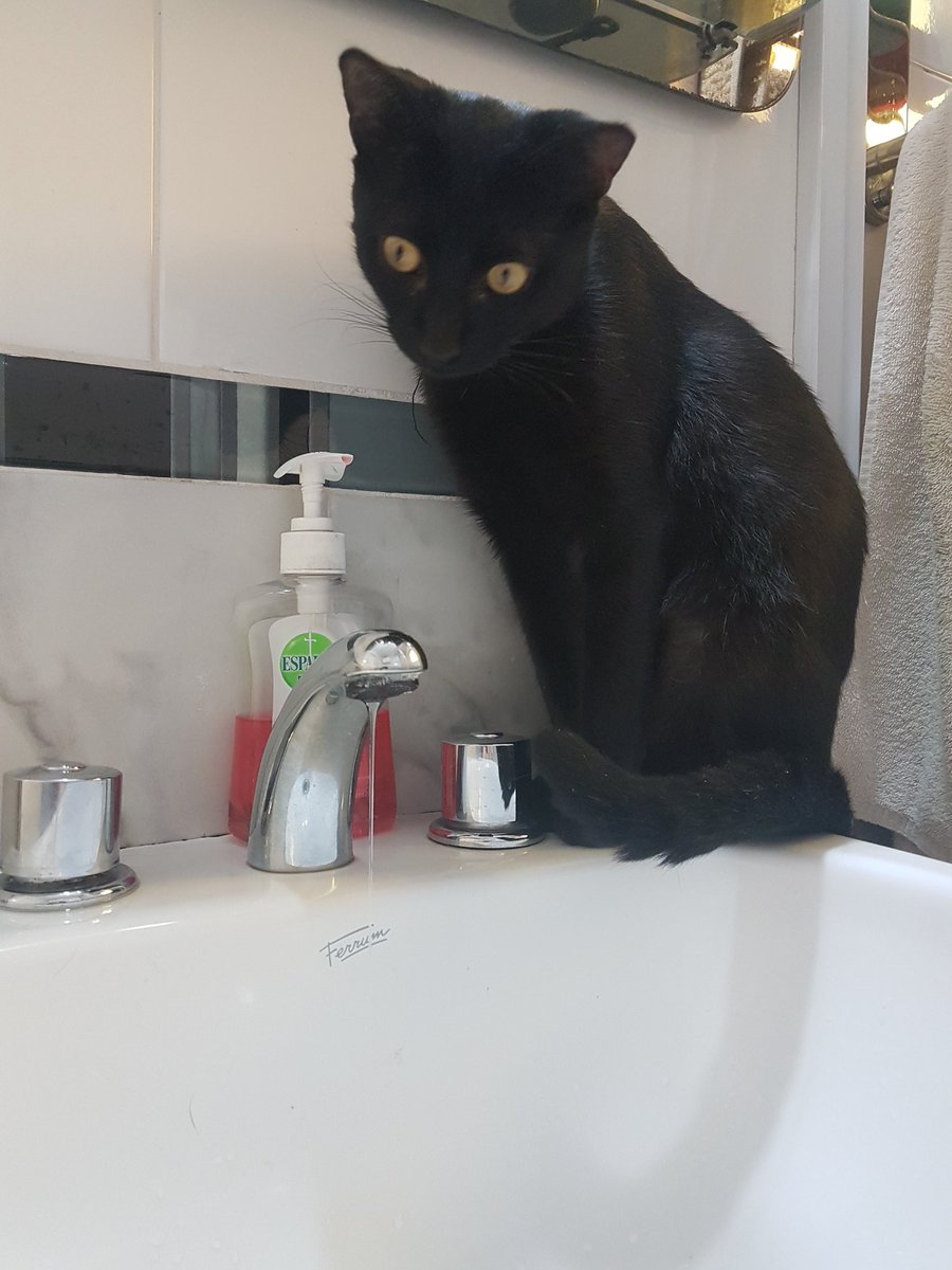 Clawion's tweet photo. #amorgatuno ya no estoy sola ni en el baño... https://t.co/liaumao9wE
