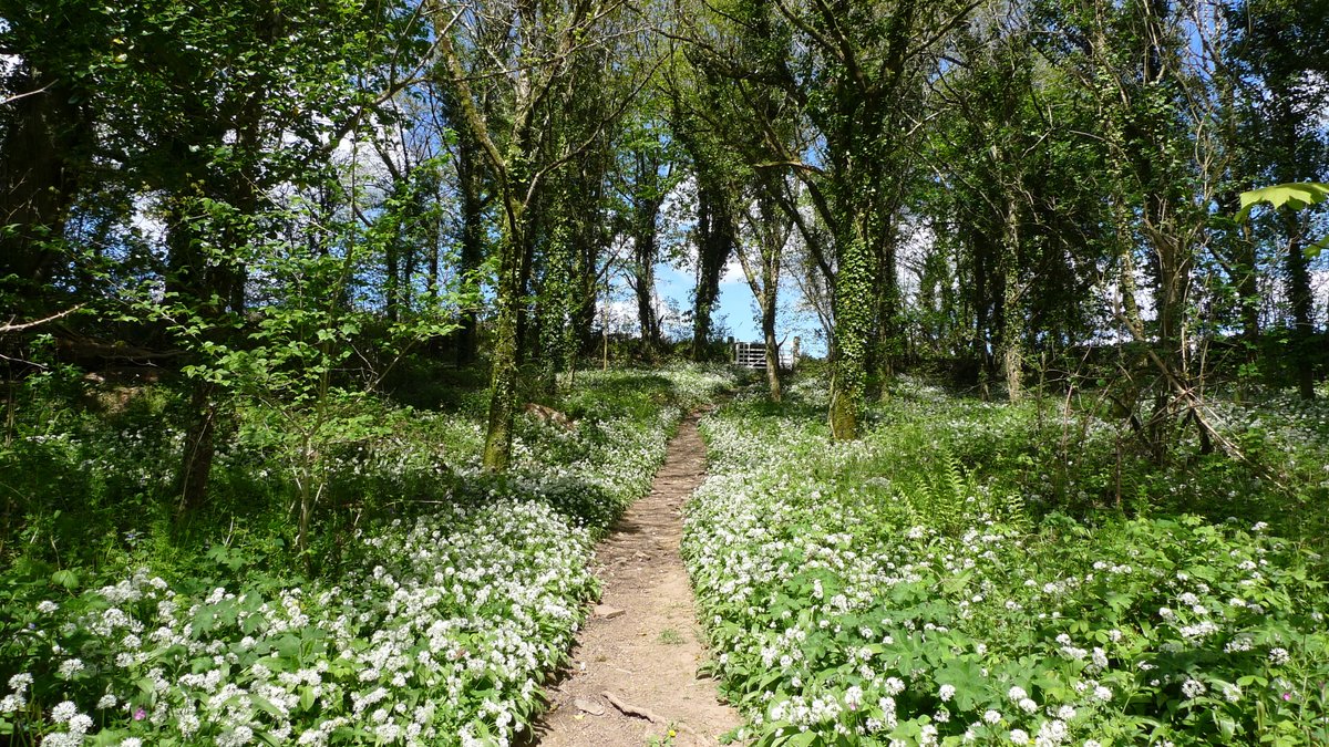 Cotehele NT tweet media