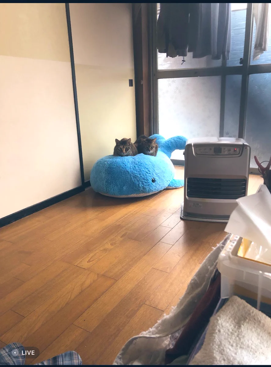 いらなくなった大きなぬいぐるみの使い道は？？なんと猫の定位置に？！