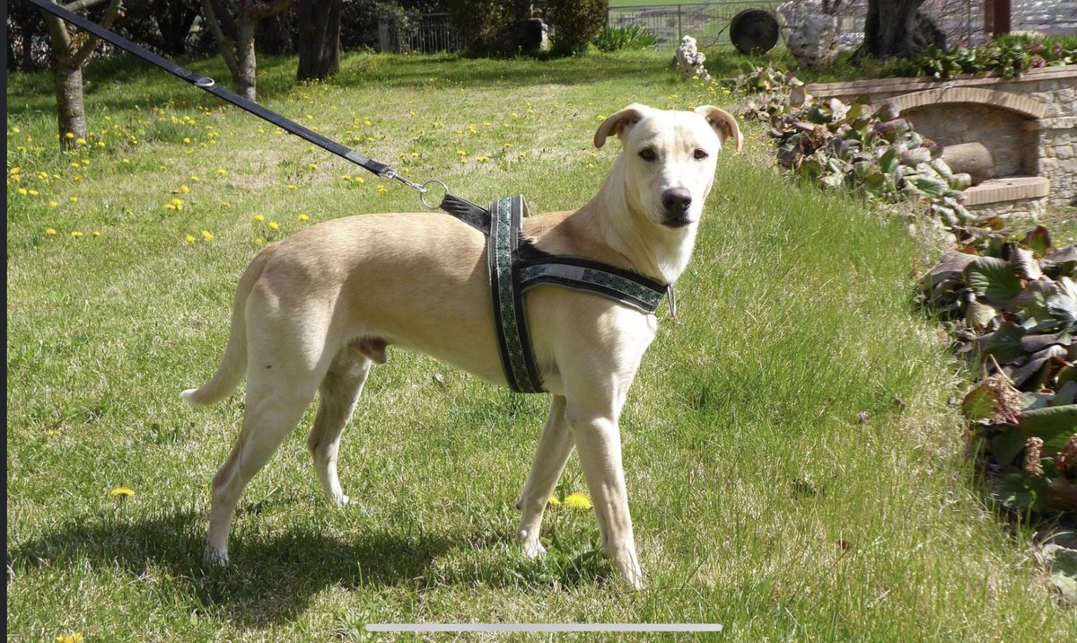 ProteBerga's tweet photo. TITO EN ADOPCIÓ: 
Mascle.Naix:https://t.co/kIBcPIHw1Sçada:53cm.És molt jove i necessita cremar energia, és juganer,simpàtic i carinyós.Surt bé amb corretja i amb altres gossos,mascles i femelles.Necessita una família ACTIVA #xarxabatcelonaadopcions #xarxacatalunyaaropcions https://t.co/MF307b8RYL