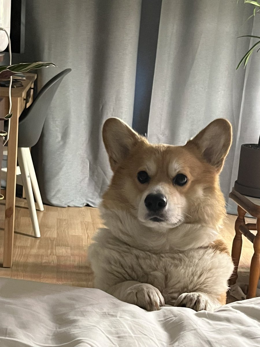 tania28rec's tweet image. Требует гулять