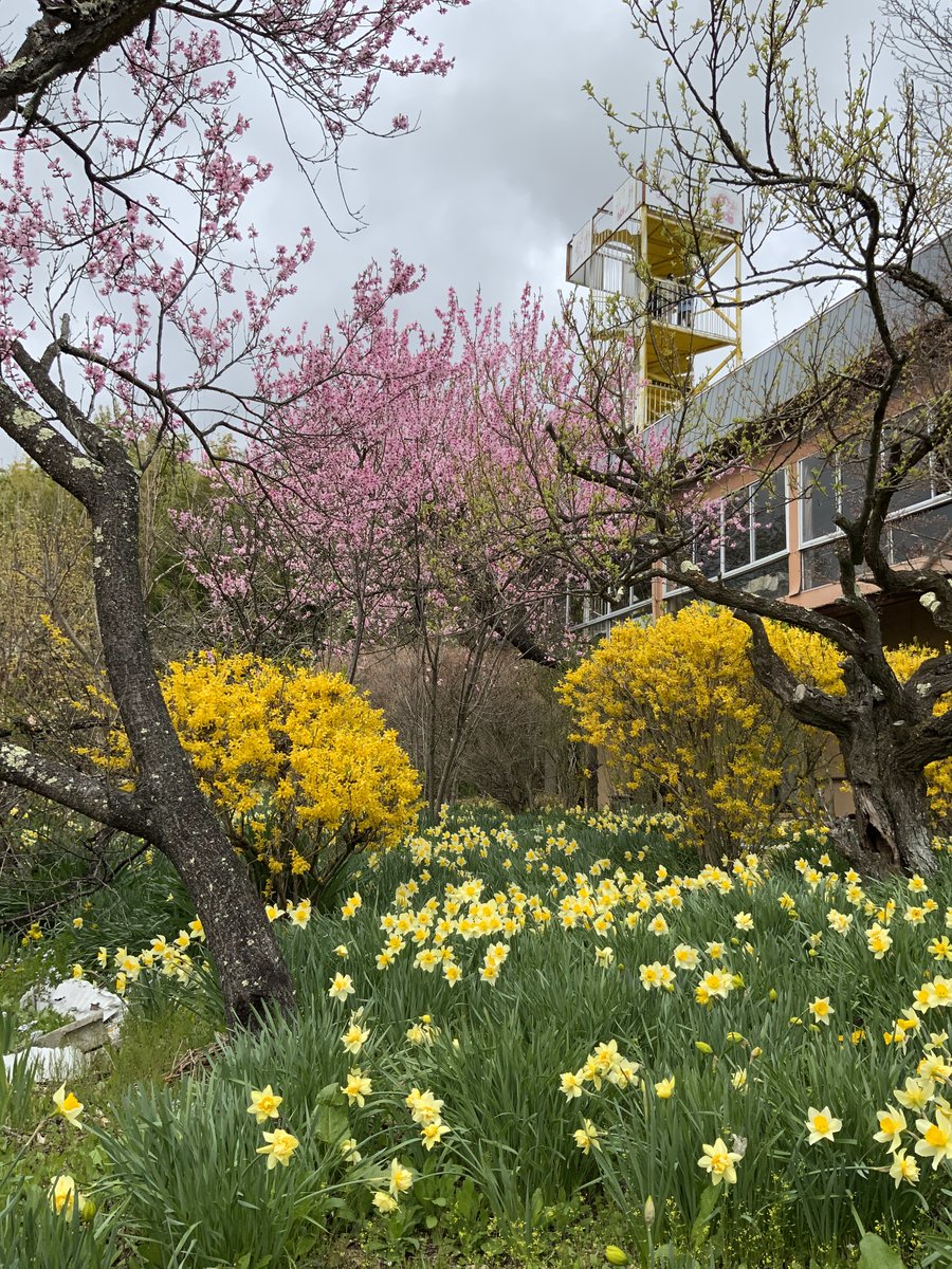 inabaien's tweet photo. 梅の花言葉は、「気品」「忠実」「忍耐」「高潔」
桜の花言葉は、「精神の美」「優美な女性」

お花達を見習って、背筋を伸ばして丁寧に日々過ごそうを心がけています♪

#伊那 #信州伊那梅苑 #開花情報 #観光 #梅  #花  #花桃 #開苑 #梅幸 https://t.co/raVtF6seWm