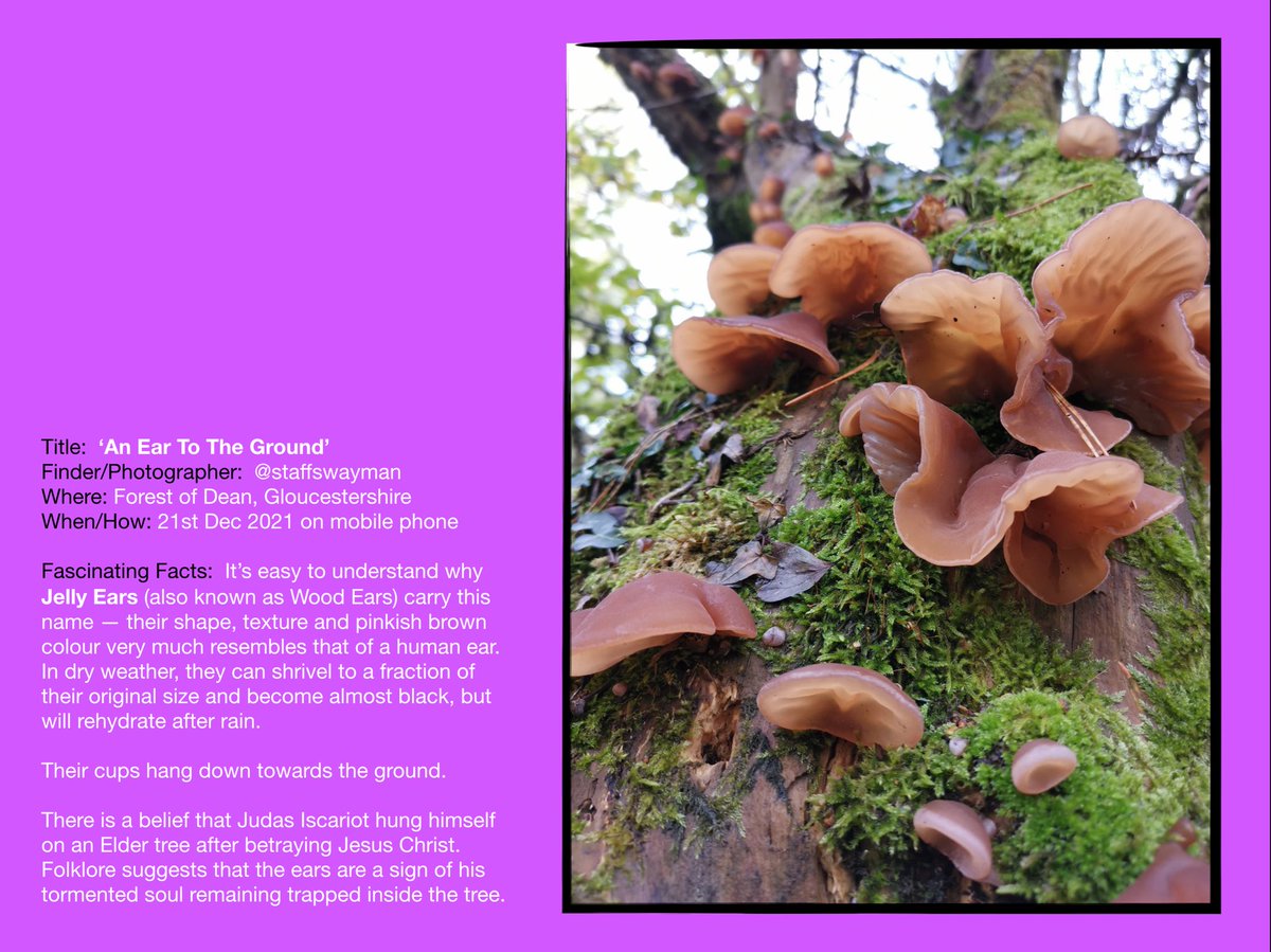 HNEscapes's tweet photo. A #FungiFinds contribution from @staffswayman.
One of the latest page additions to our co-created #FascinatingFinds e-book - coming soon as a free-to-read #wellbeing & learning resource.
#nature #fungi https://t.co/LjCP31Zub6