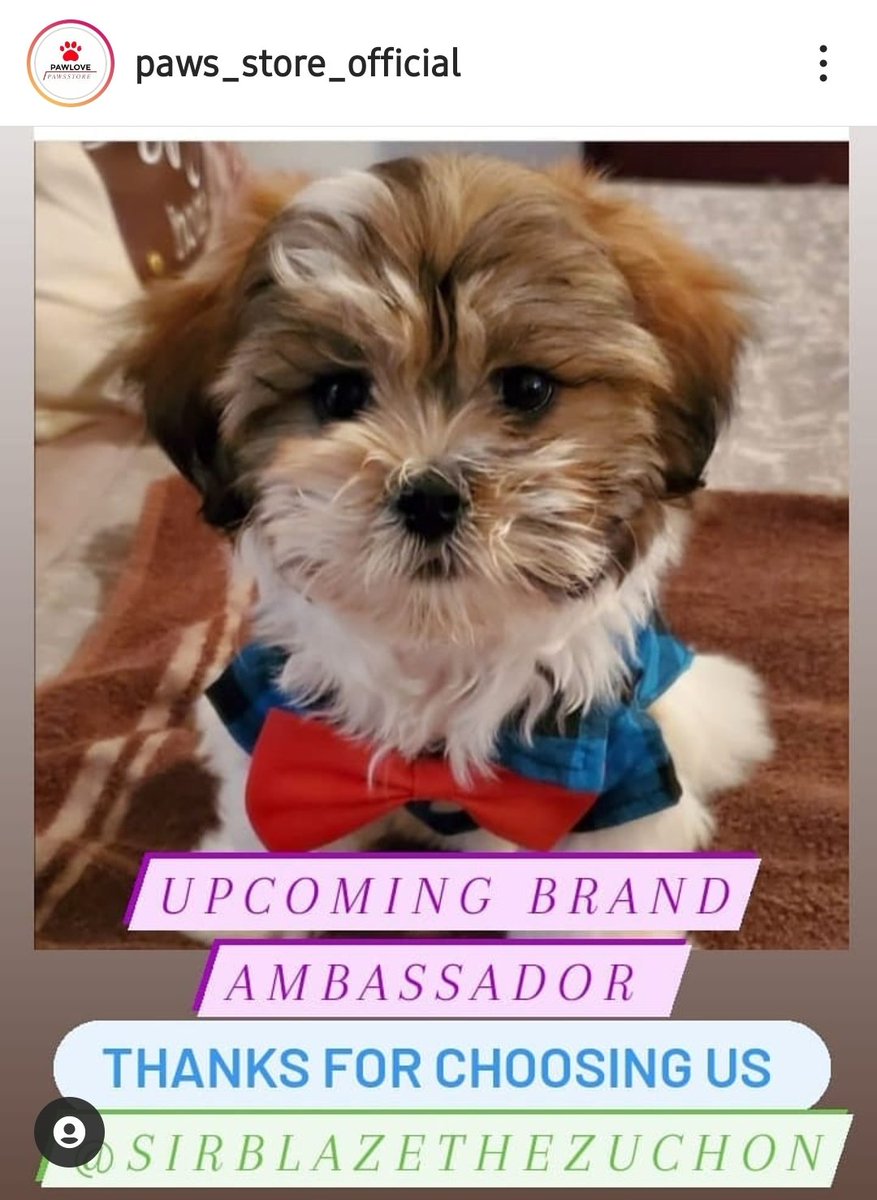 ArnitaFletcher's tweet photo. Please share this post &amp; follow this cutie on IG @SirBlazetheZuchon as he has picked up his first ambassador sponsor it won't cost you a thing to share and like #malemodel #cutenessoverload #sirblaze https://t.co/ELdX5ycP5K