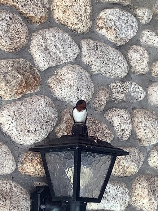 きゃわわわわわわ 