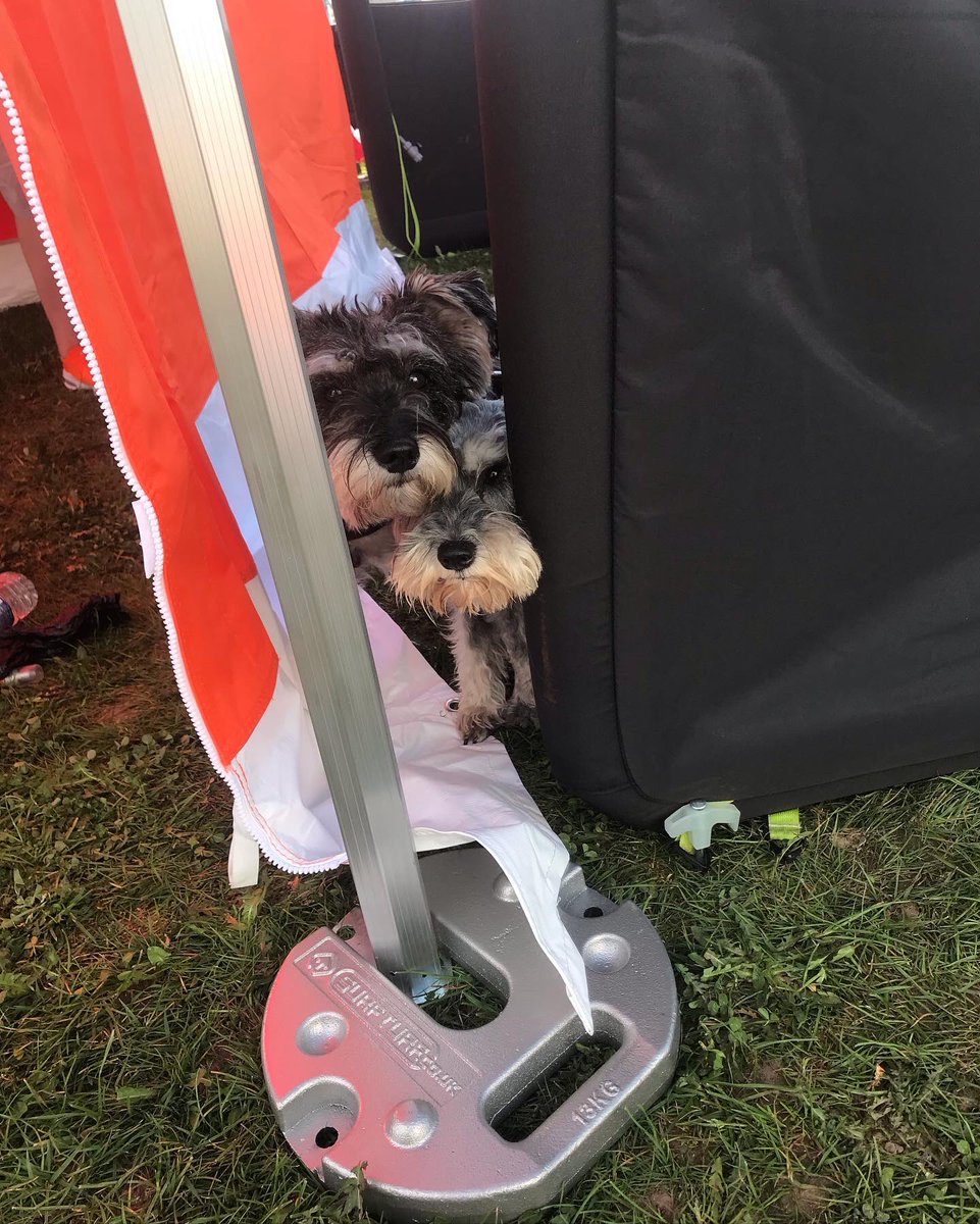 schnappsfan's tweet photo. Wonderful day for Schnauzerfest at ‘All about Dogs’ Newbury, spreading the word about puppyfarming and how Schnauzerfest can pay vet bills for dogs coming out of the breeding industry. https://t.co/2XFXiTH5D8