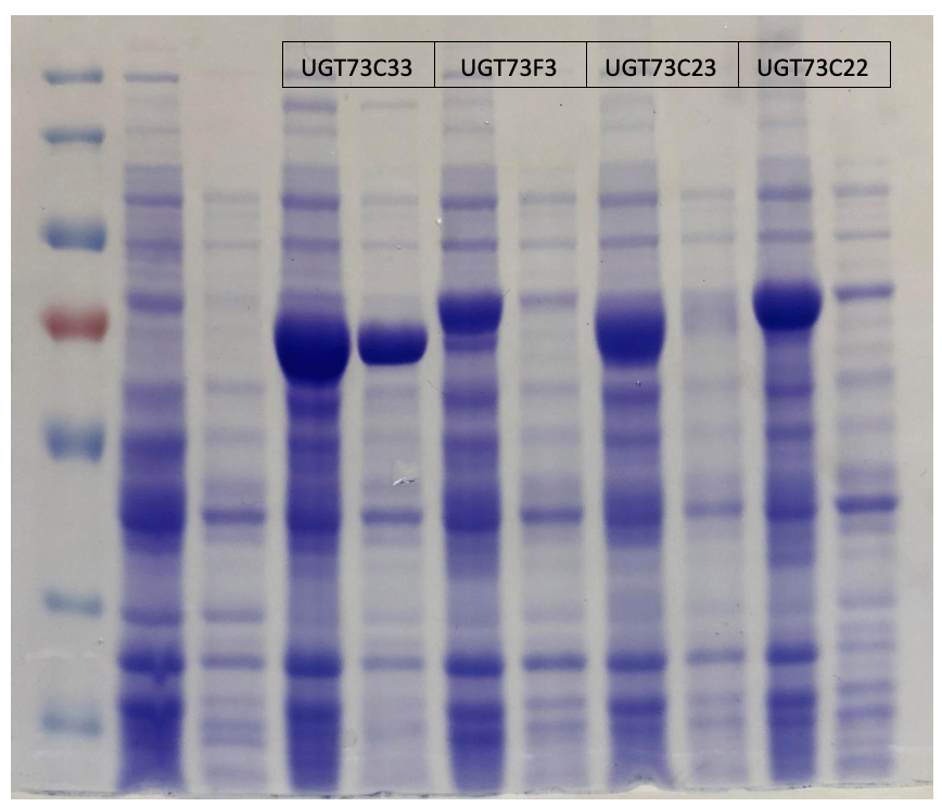 OLEAF4VALUE's tweet photo. 📌 In #BIOCHEMIZE, we are close to generating #glycosylated derivatives of #oleanolic acid (saponins of oleanolic acid) using UDP-glucuronosyltransferases (UGTs) as #biocatalysts! 🔬🌿
Take a look at the pictures below to learn more! 👍
#H2020 #Bioeconomy #OliveLeaf #Biomass https://t.co/u4oCU0Ow88